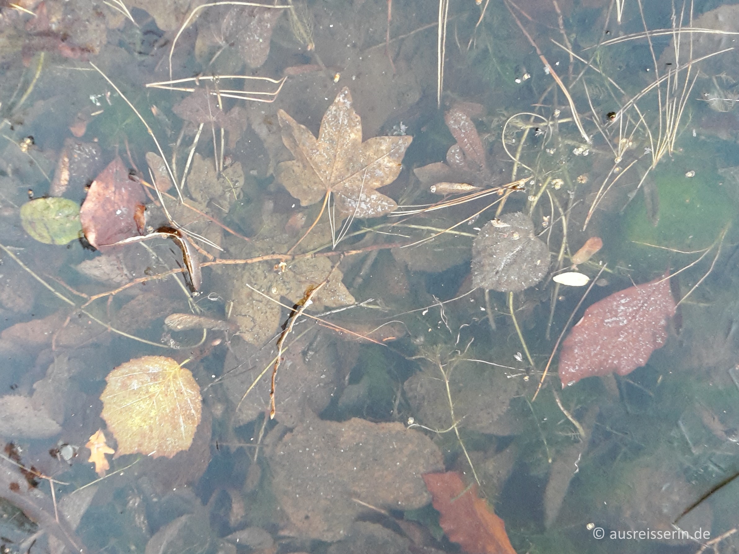 Blätter in Eis gerahmt