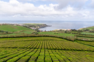 Teeplantage auf São Miguel