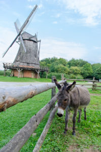 Esel im Freilichtmuseum Detmold