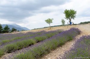 Lavendel mit Mont Ventoux im Hintergrund