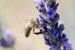 Biene trinkt Lavendel-Nektar