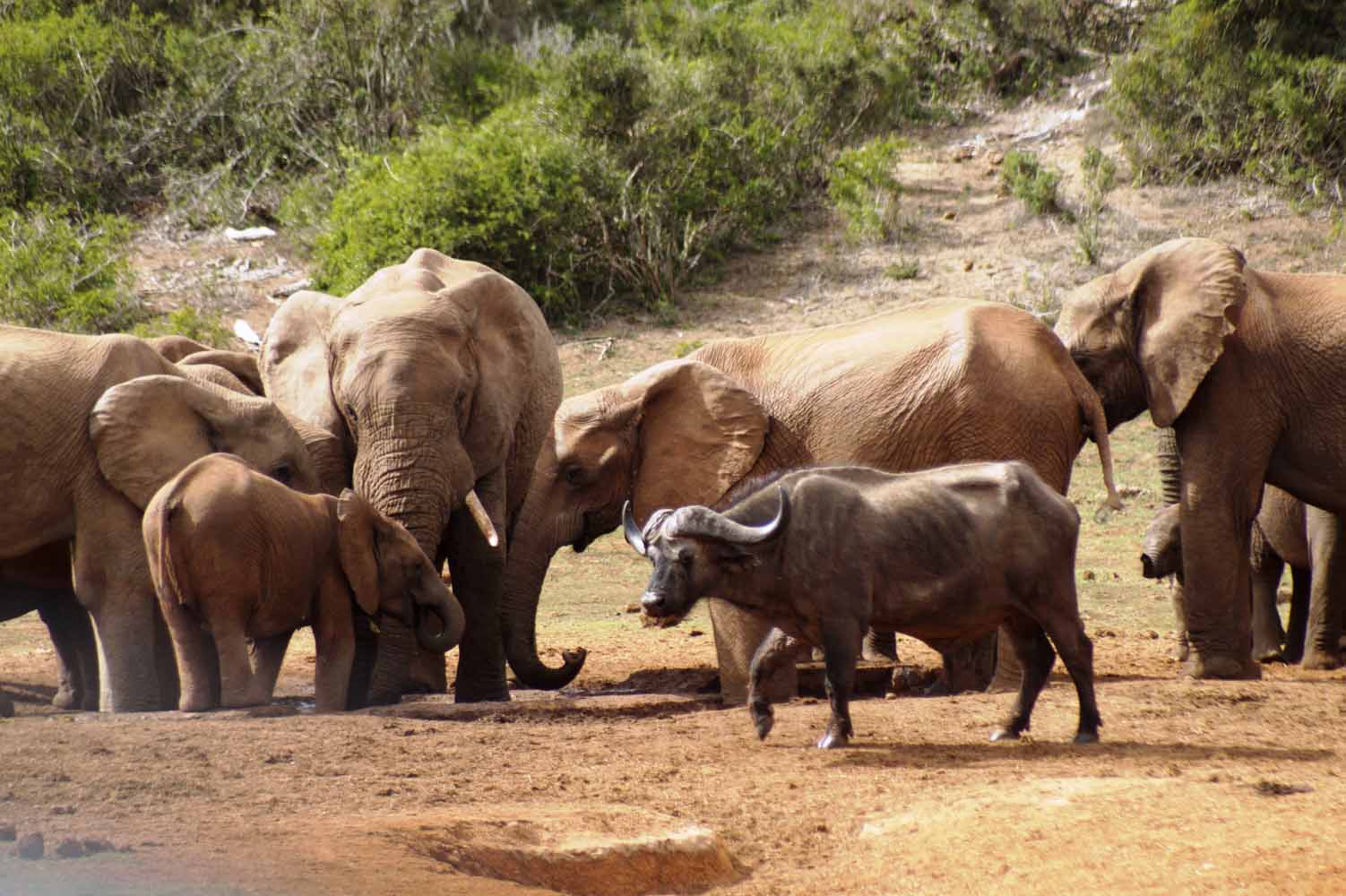 Elefanten im Addo Nationalpark