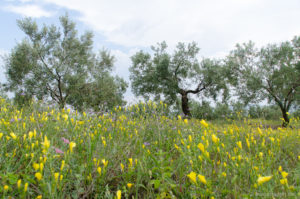 Olivenbäume und Wildblumenwiesen