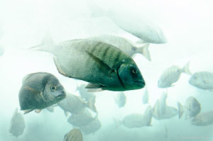 Fische im Océanopolis