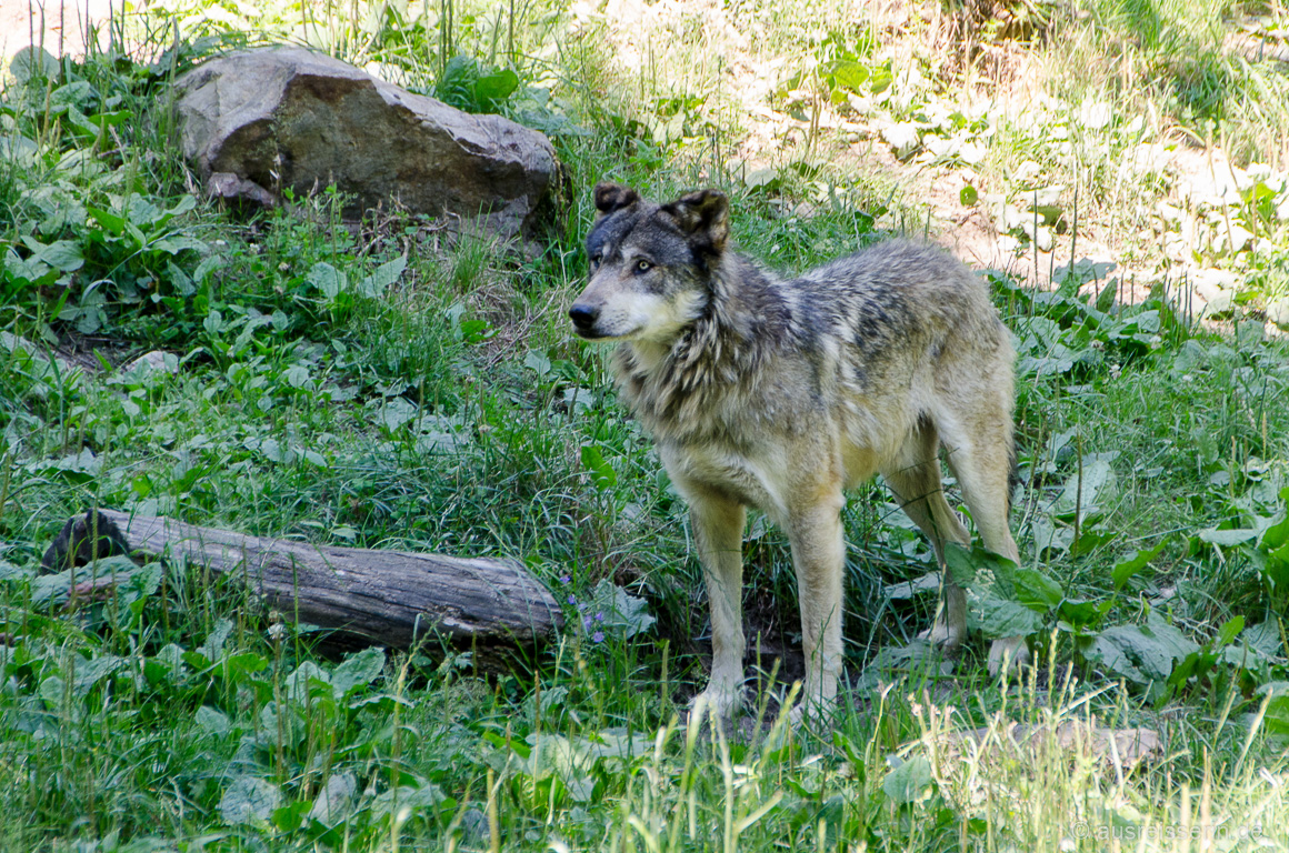 Wolf im Aran Park