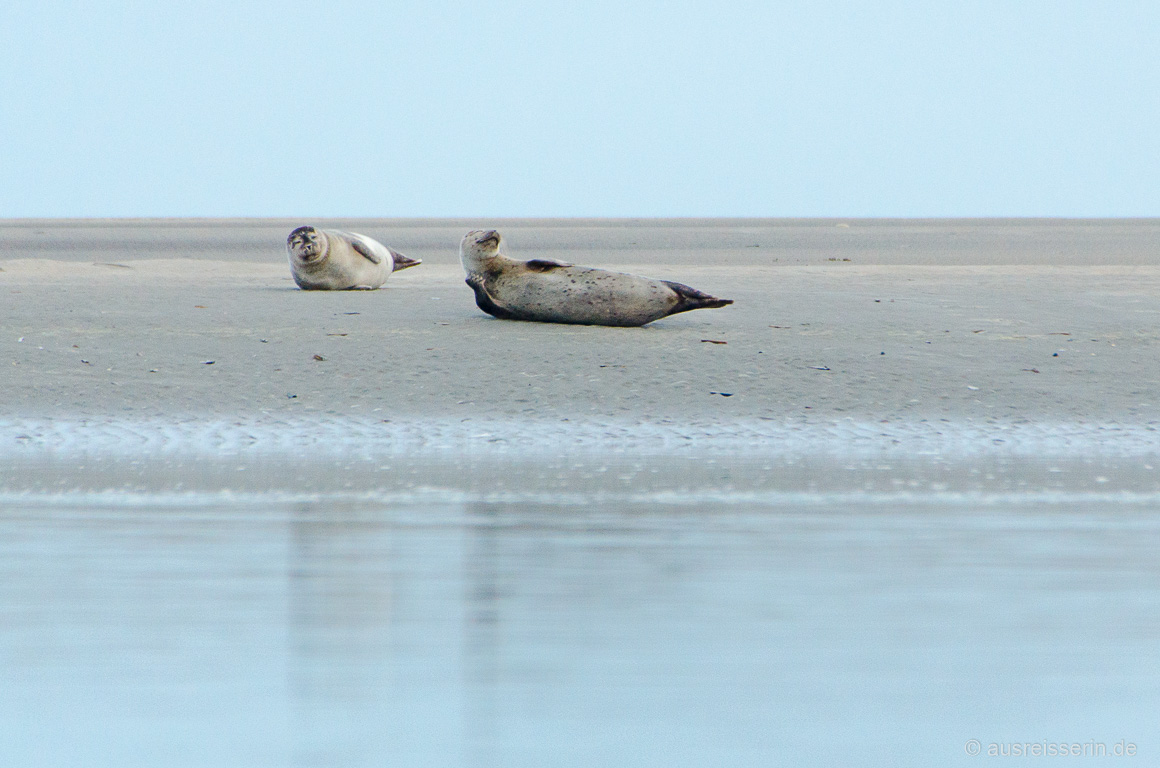 Zwei Seehunde in der Baie d'Authie