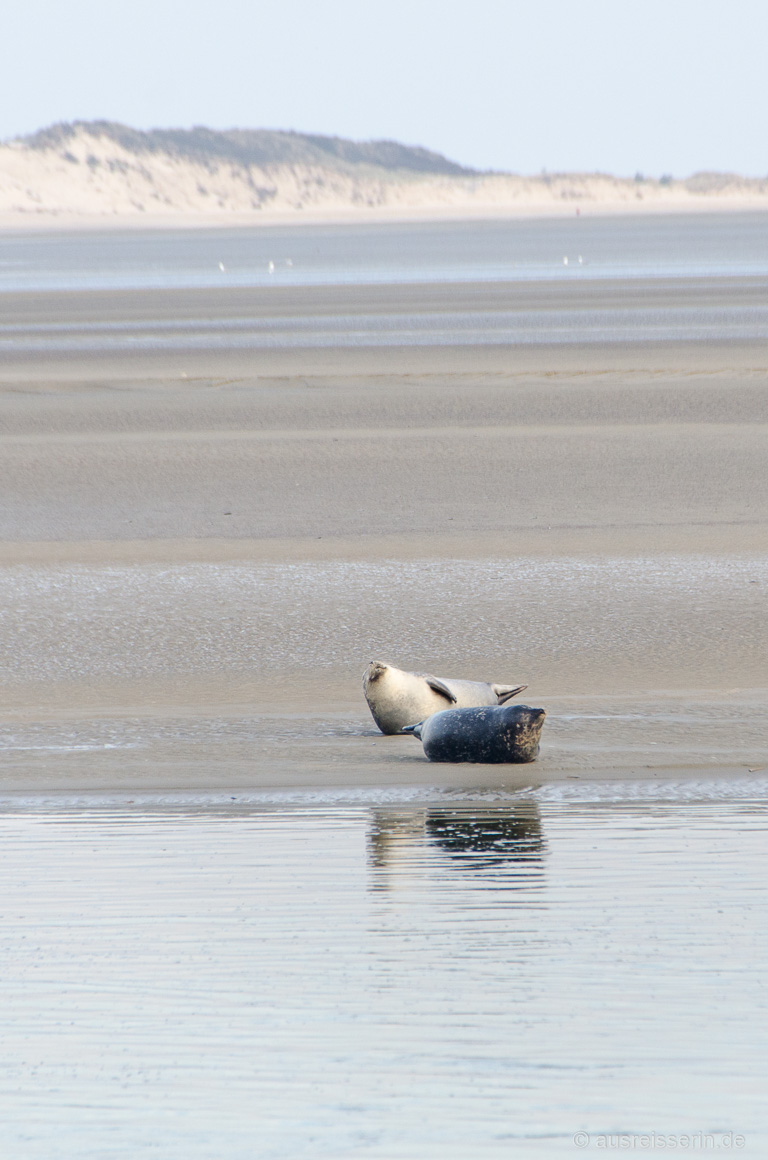 Zwei Robben vor den Duenen in der Baie d'Authie