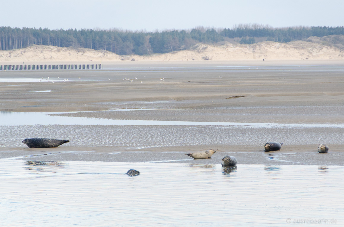 Robben in der Bucht von Authie