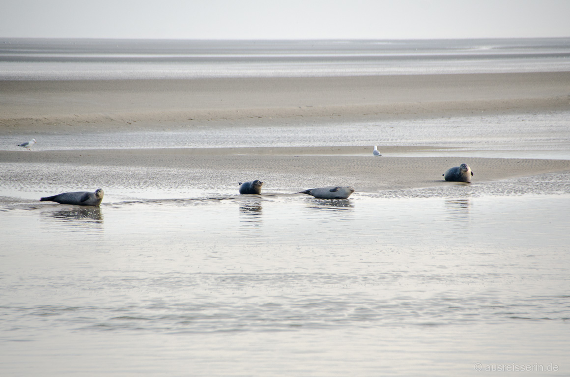 Seehunde im Sonnenuntergang in der Baie d'Authie