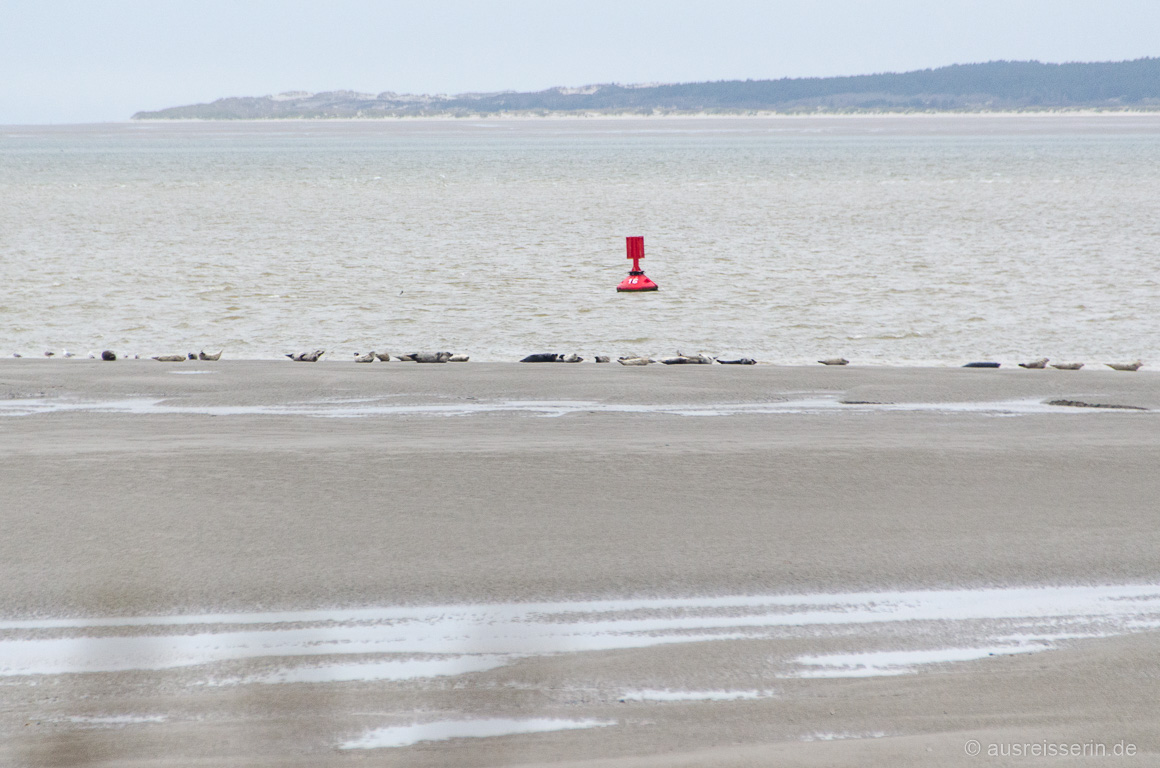 Seehunde an der Pointe du Hourdel