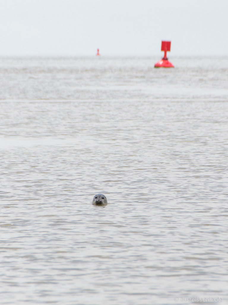 Seehund steckt den Kopf aus dem Wasser