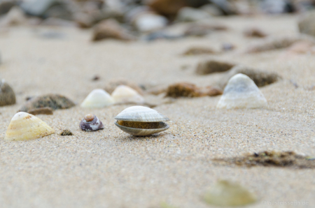 Aus Kapazitätsgründen musste mein Makroobjektiv zu Hause bleiben. Mit Zoom geht's aber auch. Muscheln am Strand