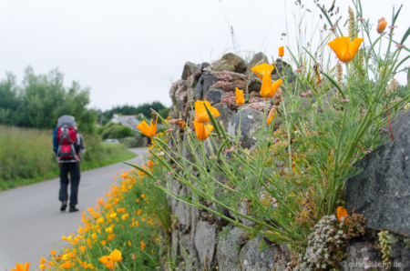 Der Rückweg durch die kleinen Sträßchen war auch überraschend nett. Orangener Mohn