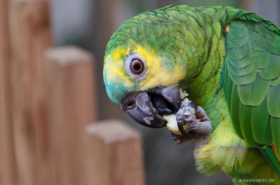 Im geschützten Bereich abseits der Publikumszone knabbert der Papagei in Ruhe sein Obst. Im geschützten Bereich abseits der Publikumszone knabbert der Papagei in Ruhe sein Obst.