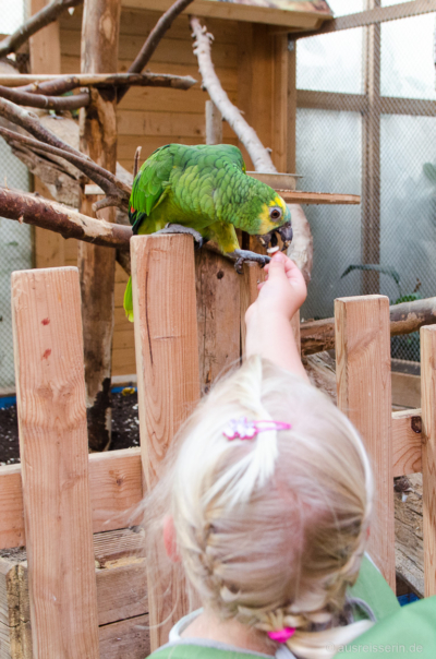Vorsichtig hält Lotta dem Papagei etwas zum Fressen hin. Vorsichtig hält Lotta dem Papagei etwas zum Fressen hin.