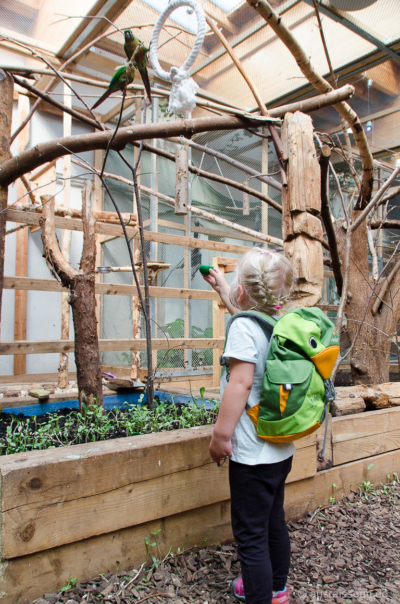 Hallo Papagei, ich habe ein Lecker für dich! Hallo Papagei, ich habe ein Lecker für dich!