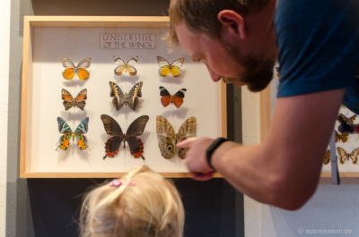 Der Erklär-Bär wieder am Werk: Jan zeigt Lotta die Fake-Augen des Schmetterlings. Der Erklär-Bär wieder am Werk: Jan zeigt Lotta die Fake-Augen des Schmetterlings.