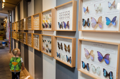 Wie viele verschiedene Schmetterlinge in den schillerndsten Farben es doch gibt auf der Welt! Wie viele verschiedene Schmetterlinge in den schillerndsten Farben es doch gibt auf der Welt!