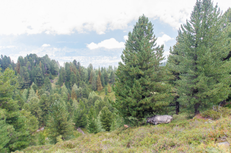 Die Kühe schienen nur noch nicht ins Tal zu wollen, die Zirben schmeckten wohl zu gut. Die Kühe schienen nur noch nicht ins Tal zu wollen, die Zirben schmeckten wohl zu gut.