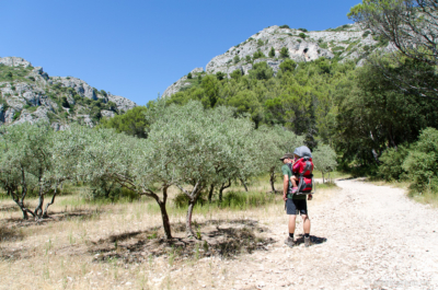 Auf dem Weg zu den Gorges du Régalon passiert man einen hübschen Olivenhain. Olivenhain auf dem Weg zu den Gorges du Régalon