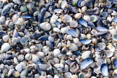 Wir haben ein paar Muscheln gefunden...