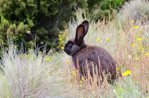 Ein Hase am Wegrand hat Lotta perfekt von den Strapazen des Aufstiegs abgelenkt. Danke, Hasi! Hase am Wegrand