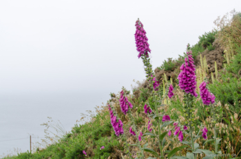 Hübsch, aber giftig: Fingerhut. Fingerhut
