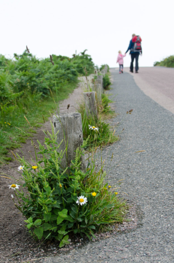Ein Stückchen müssen wir der Straße zum Parkplatz am Cap d'Erquy folgen. Straße zum Parkplatz am Cap d'Erquy