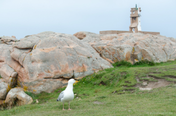 Möwe am Phare du Paon Möwe am Phare du Paon