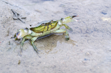 "Du kommst hier nicht vorbei", scheint die Krabbe mir sagen zu wollen. Drohende Krabbe