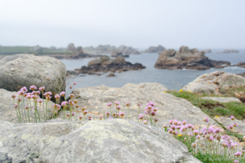 Grasnelken und Granit Grasnelken und Granit