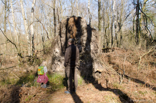 Natur ist faszinierend: Lotta inspiziert einen entwurzelten Baum. Entwurzelter Baum
