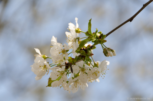 Im Frühjahr kann man auch an der Hasper Talsperre eine schöne Kirschblüte genießen. Kirschblüte