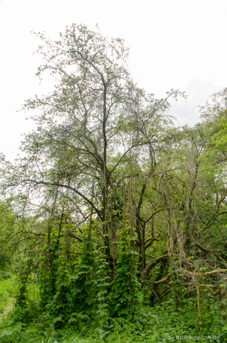 Na na, falsch abgebogen? Ich glaub, ich steh im Urwald! Urwaldfeeling an der Lippe