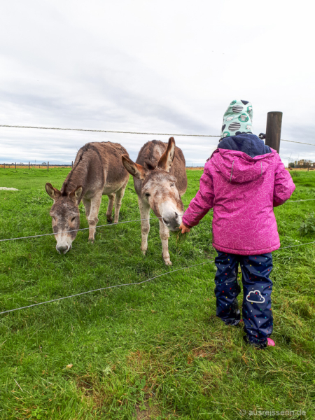 Lotta füttert die Esel Pitty und Schröder mit Gras. Esel Pitty und Schröder