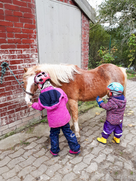Nach dem Reiten werden die Ponys gestriegelt und bekommen einen Apfel. Pony versorgen