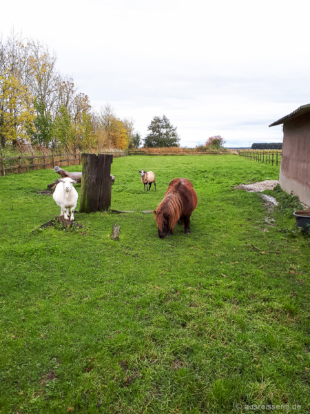 Pony, Schaf und Ziege Tiere auf dem Junkerhof