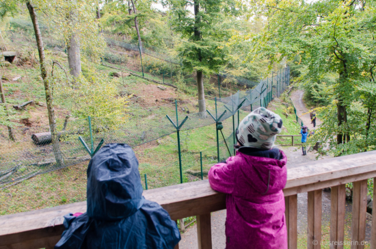 Von der Beobachtungsplattform haben wir freien Blick auf die Luchse. Luchs-Beobachtungsplattform