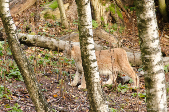 Pamina streift durch ihr Gehege. Pamina streift durch ihr Gehege