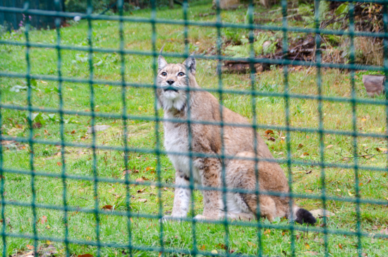 Wo bleibt mein Futter, scheint Pamina zu fragen. Wo bleibt mein Futter?
