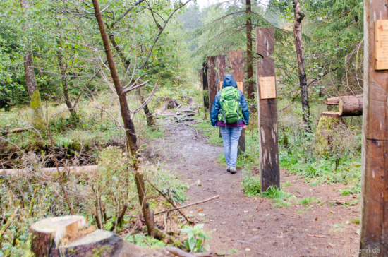 Schritt für Schritt durch die Geschichte des deutschen Waldes. Die Geschichte des Waldes