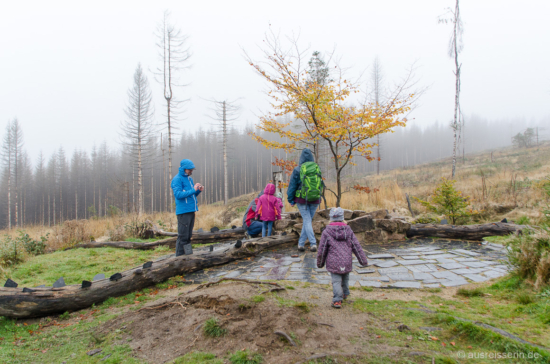 Schreib auf deine Wünsche und übergibt sie dem Wunschbaum. Wunschbaum