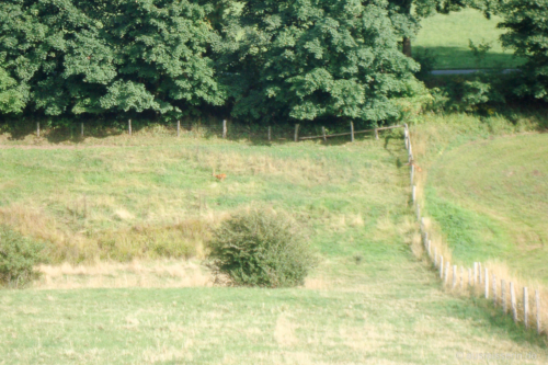 Suchbild: Wo sind die 2 Rehe? Suchbild: Wo sind die 2 Rehe?