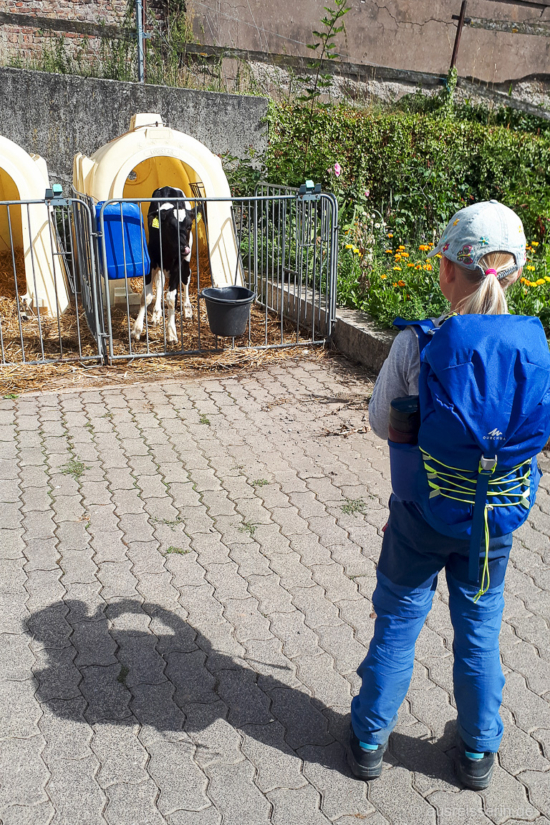 Kälbchen auf einem Milchbauernhof in Hemminghausen Kälbchen