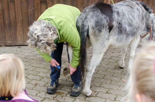 Margit Leimberger zeigt uns, wie die Hufe der Esel ausgekratzt werden. Hufe auskratzen