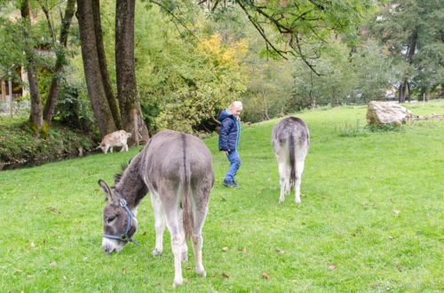 Nach getaner Arbeit dürfen Frida und Seppel auf die Weide. Esel auf der Weide