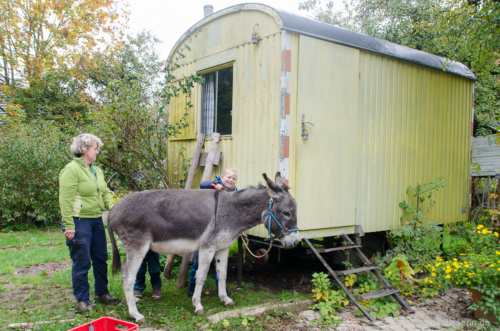 Fellpflege für Esel Seppel: Die Mädels arbeiten mit viel Liebe. Esel Seppel wird gebürstet