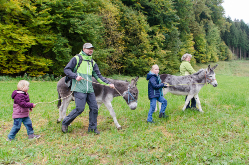 Ausweichmanöver über die Wiese wegen entgegenkommender Hunde Eselwanderung auf der Frankenalb