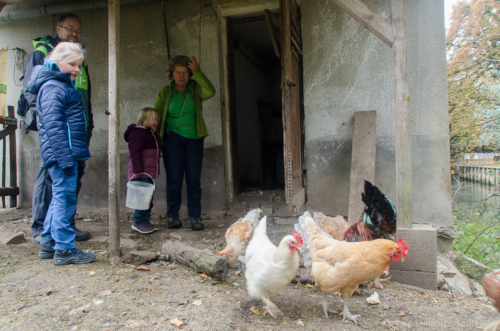 Dann dürfen die Damen und Herren aus ihrem Stall zum Futter fassen. Hühner füttern