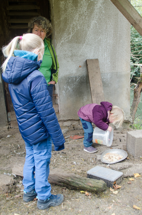 Während die Hühner noch im Stall warten, füllt Leni die Futterschale auf. Hühner füttern